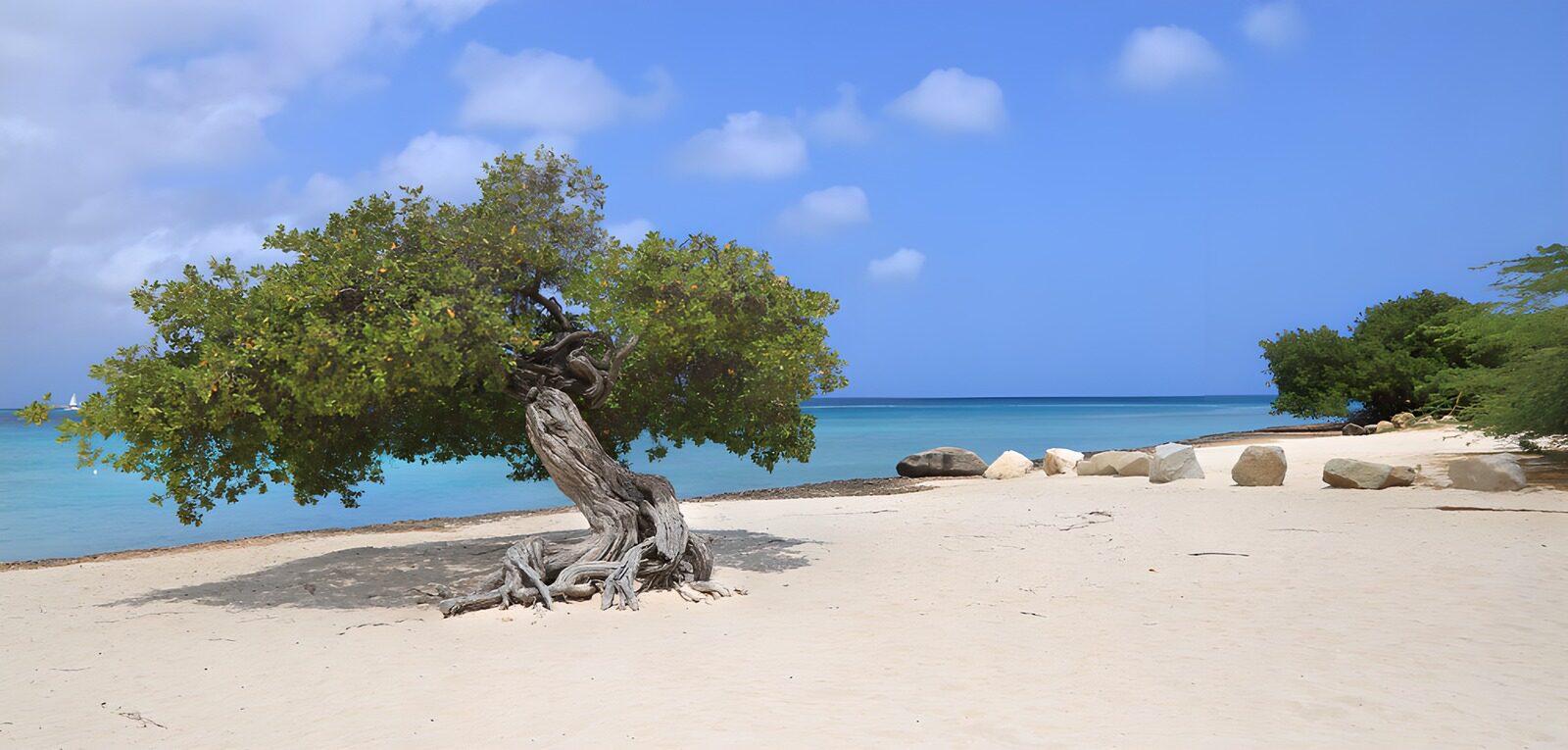 TP81744: Eenzaam boom op het strand