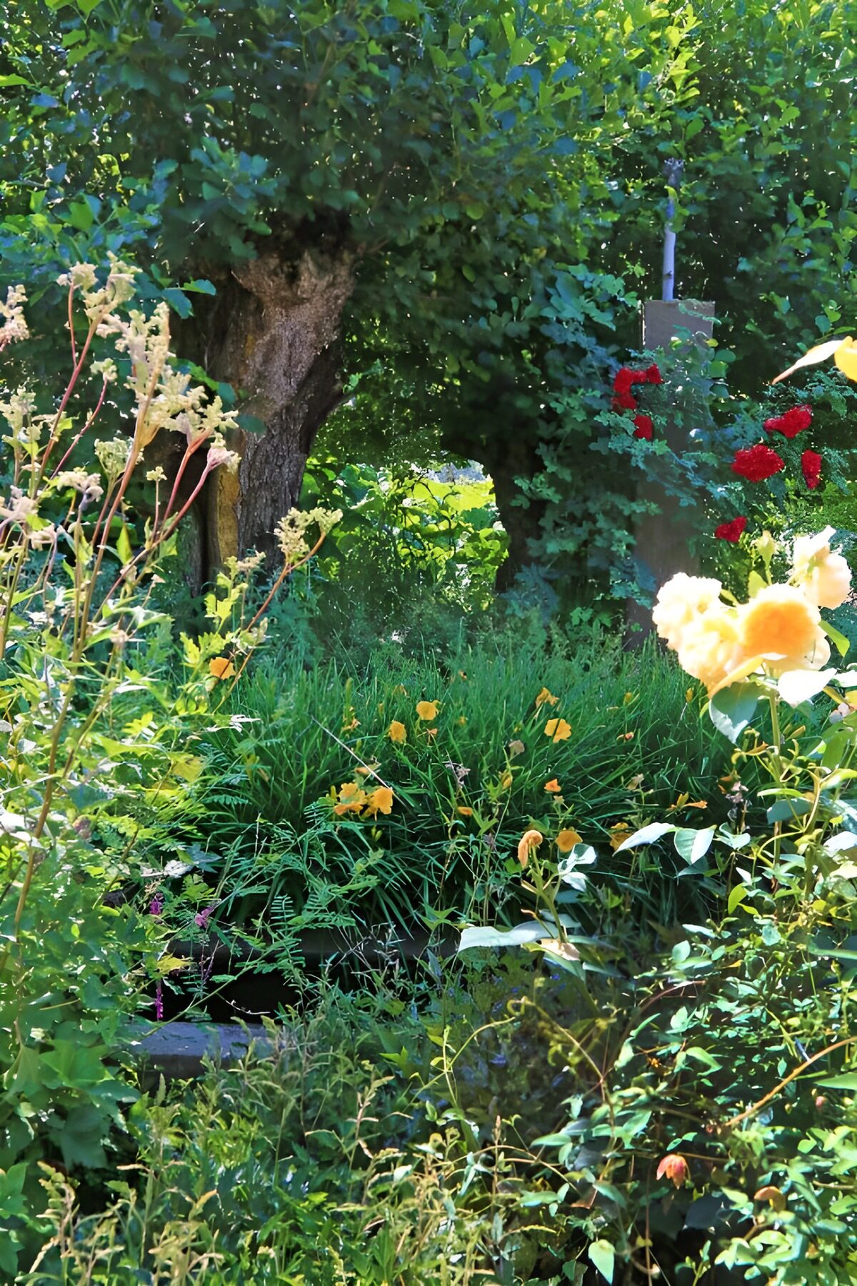 TP44014: Knotwilg in romantische tuin