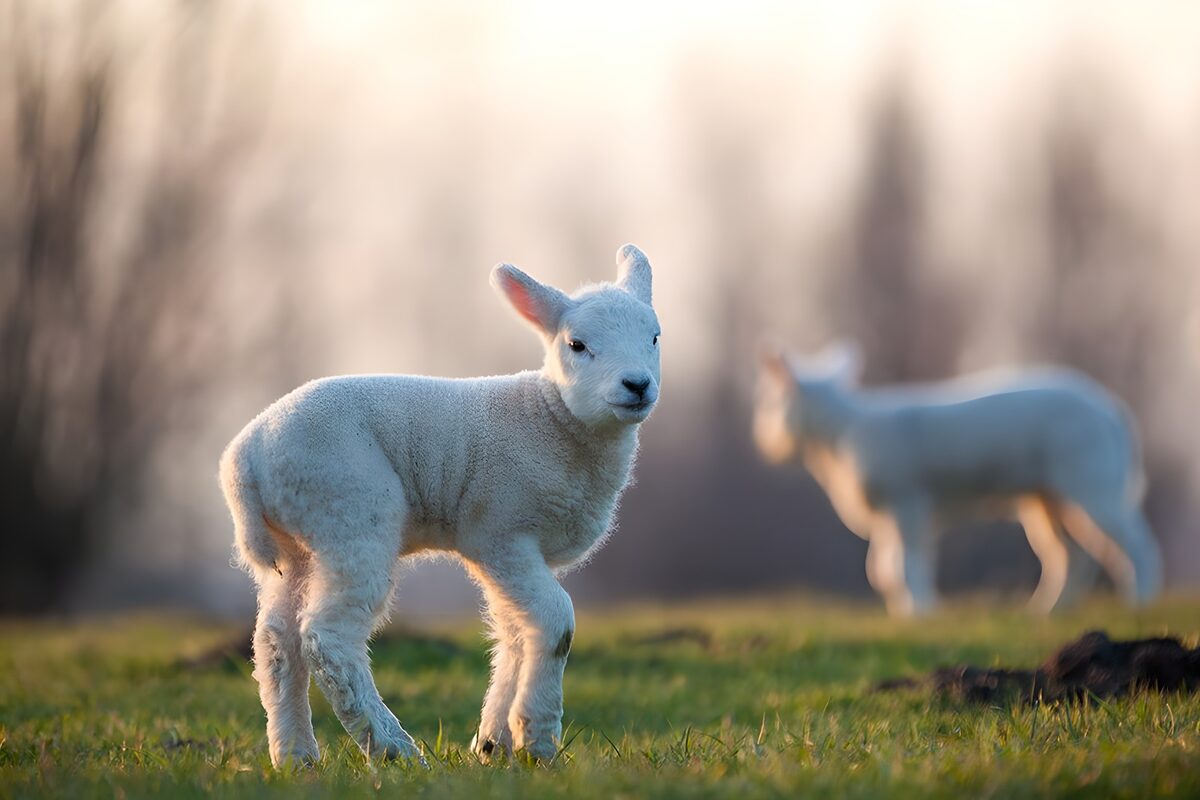 Schattig lammetje in de natuur