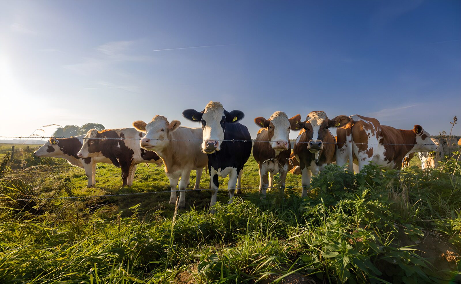 TP79099: Groep koeien in het gras