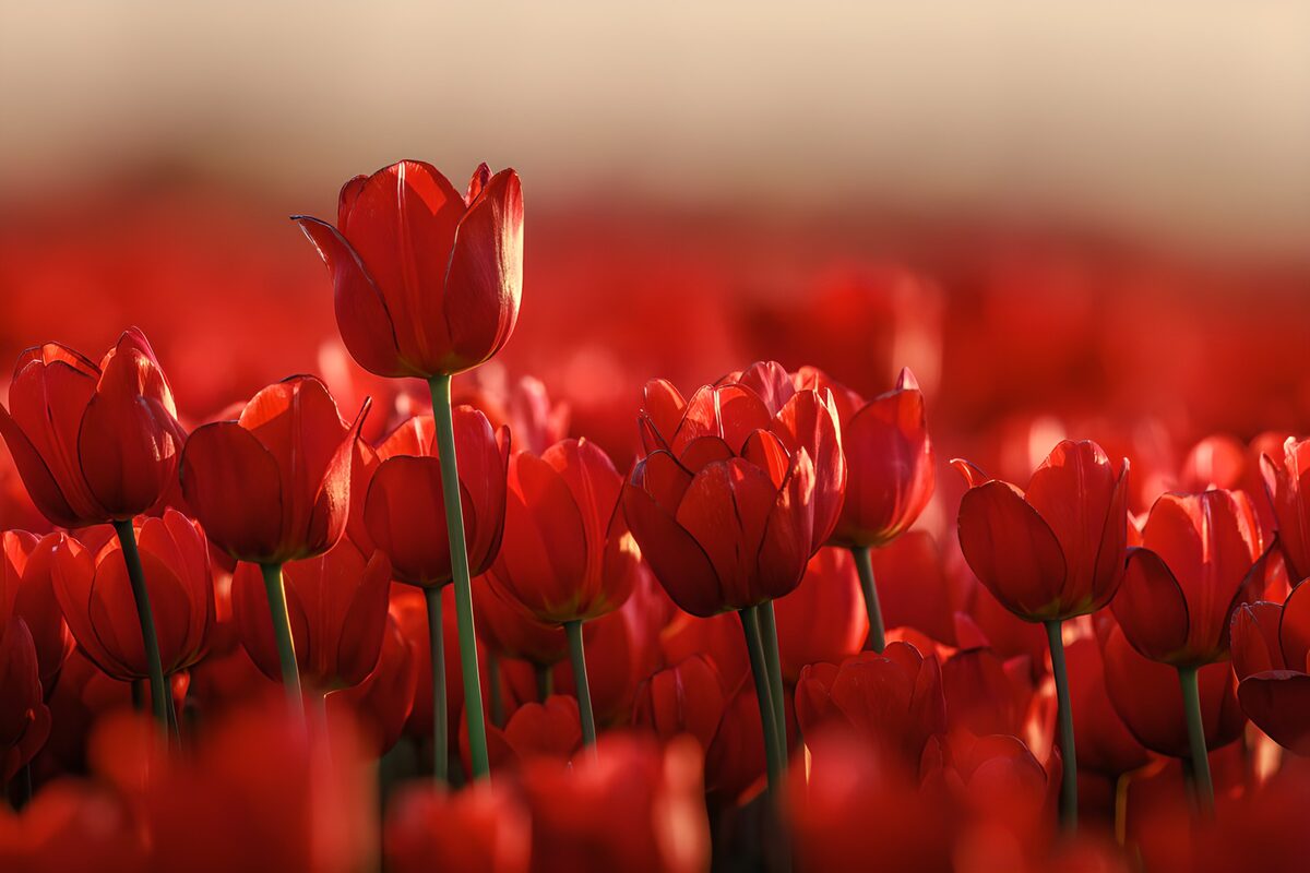 Stralende Rode Tulpen in Bloei