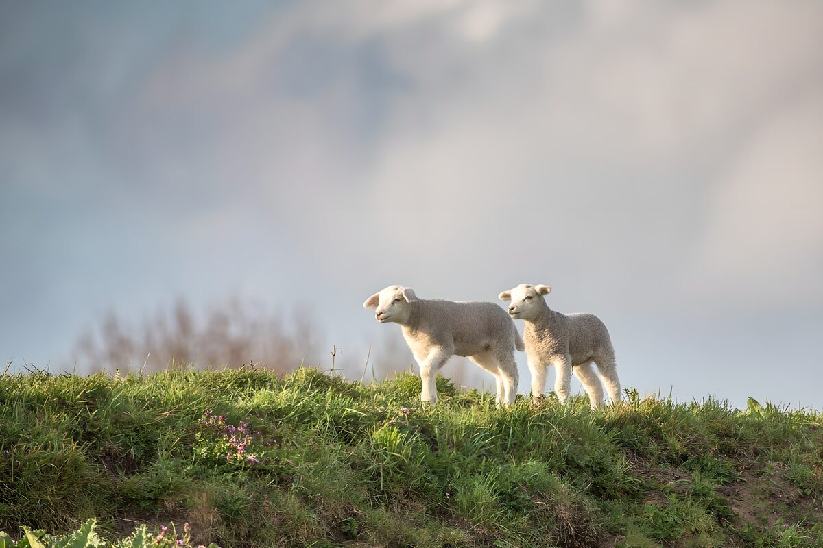 Lammetjes op dijk
