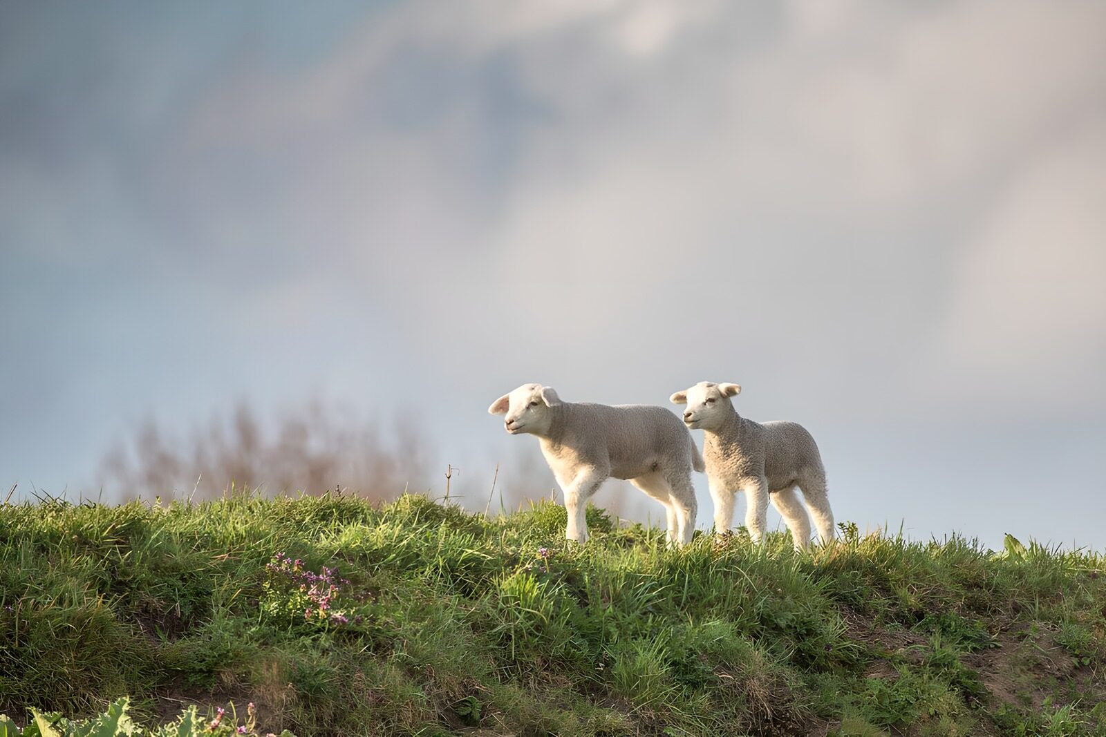 TP86156: Lammetjes op dijk