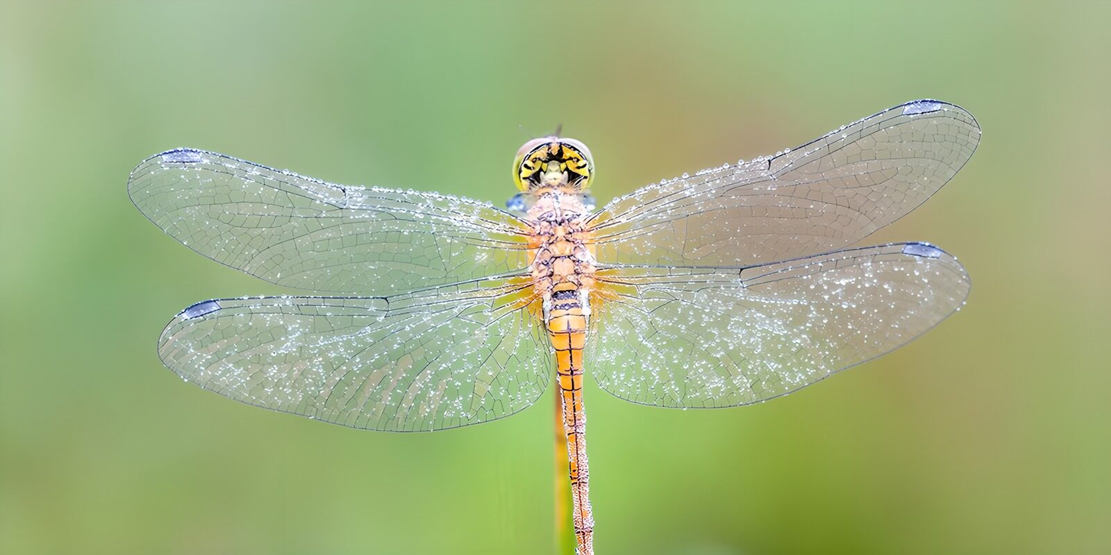 TP93762: Libelle op wazige achtergrond