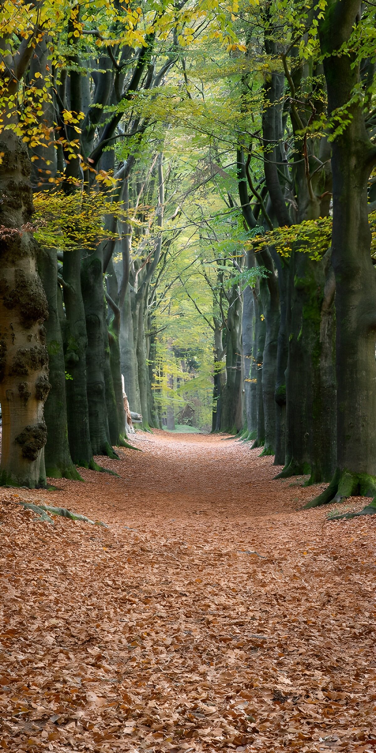 TP30091: Beukenlaantje 2