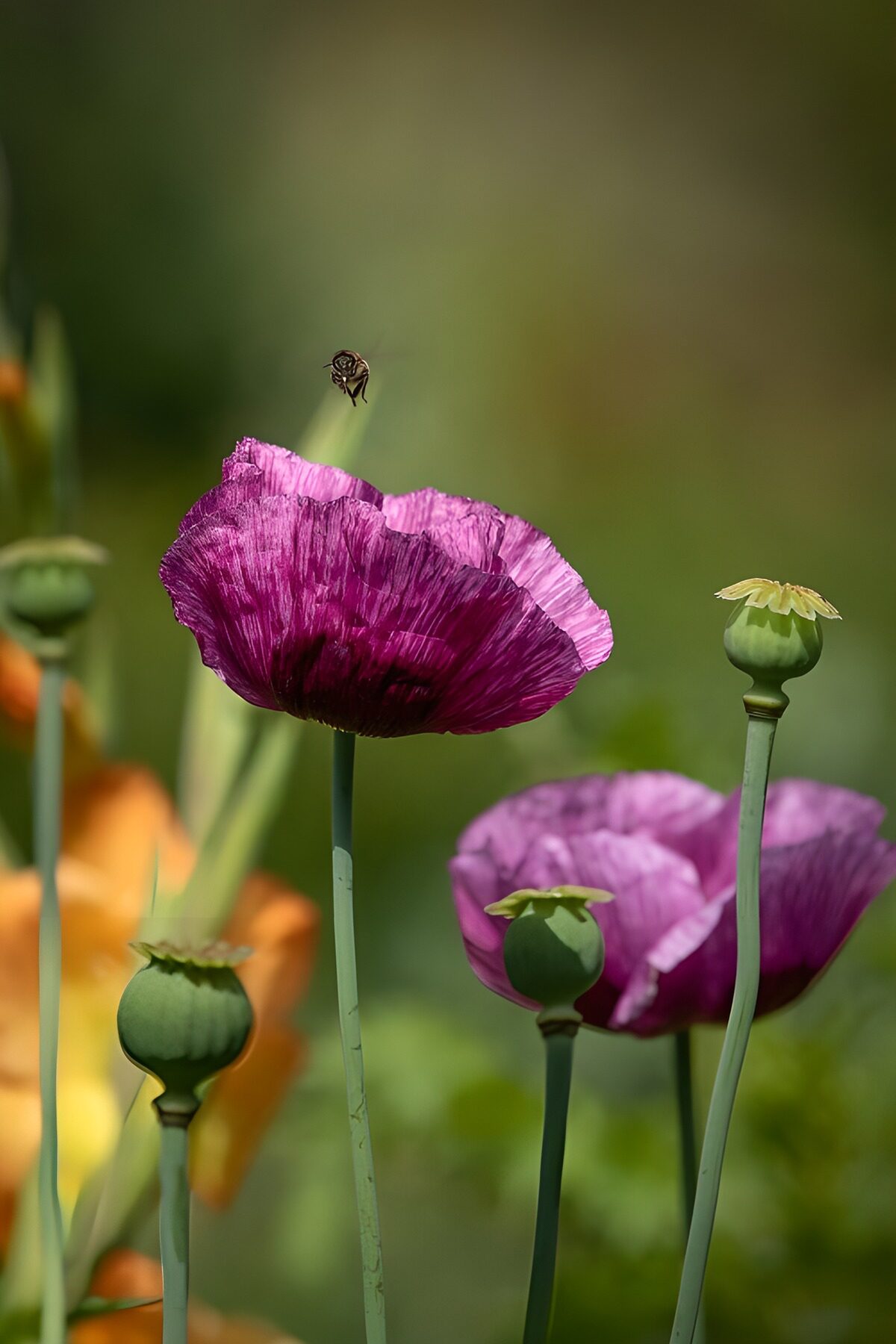 TP96803: Prachtige paarse papavers in bloei