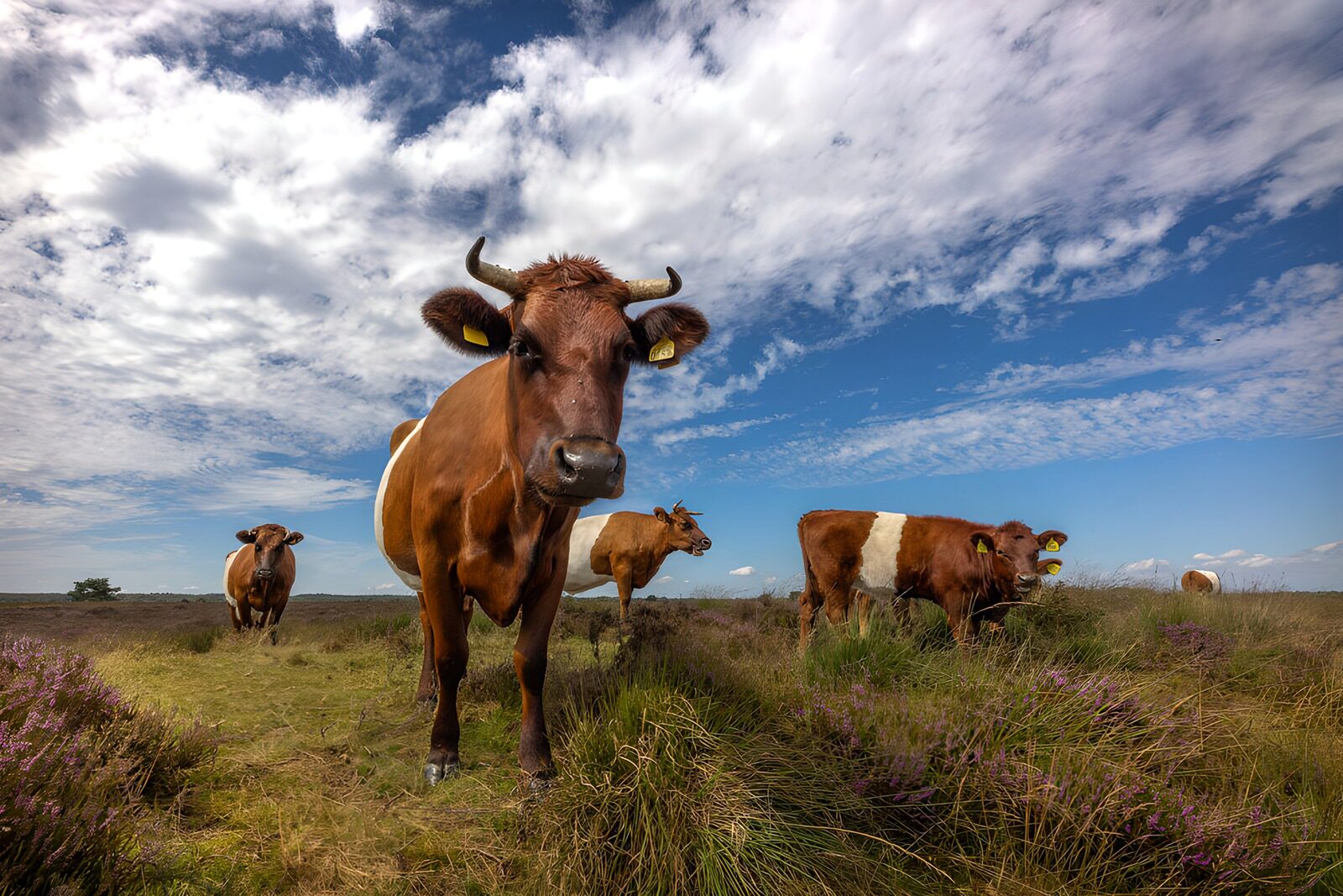 TP71703: Gelukkige koeien in de natuur