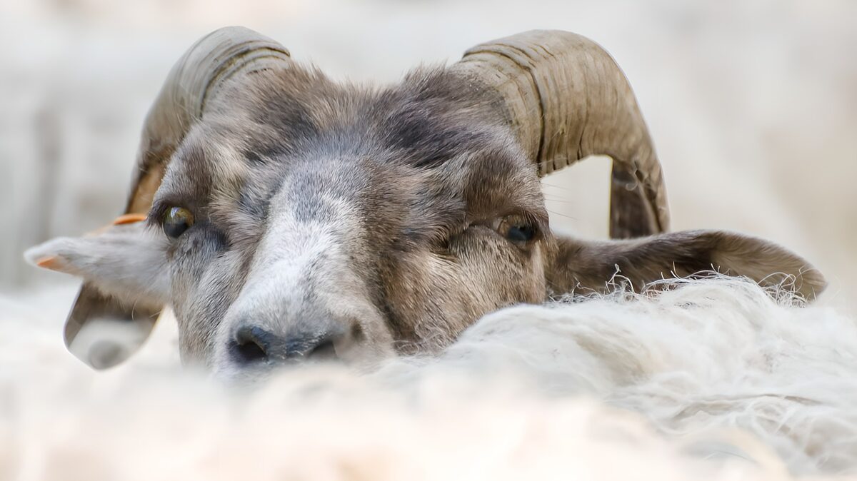 TP93394: Kijkende ram te midden van schapen