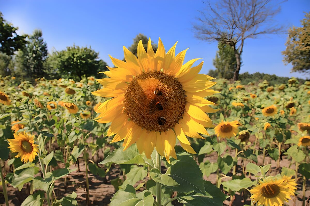 TP59295: Zonnebloem en bijen in bloei