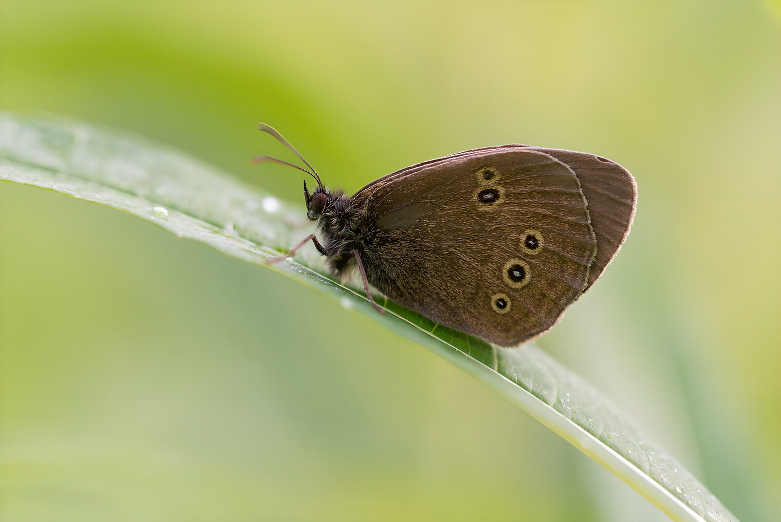TP46246: Bruine vlinder op een groen blad