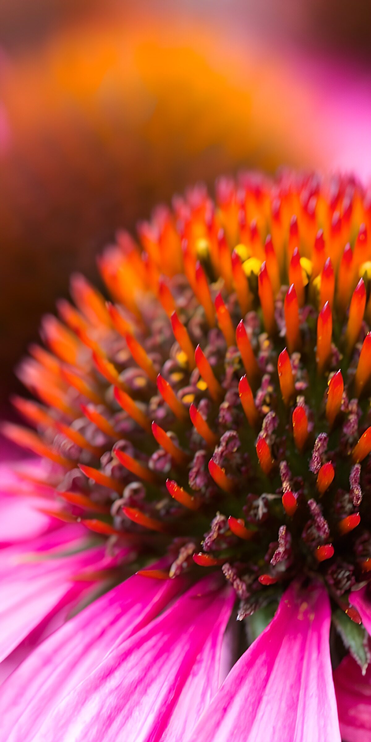 Krachtige Echinacea Bloem