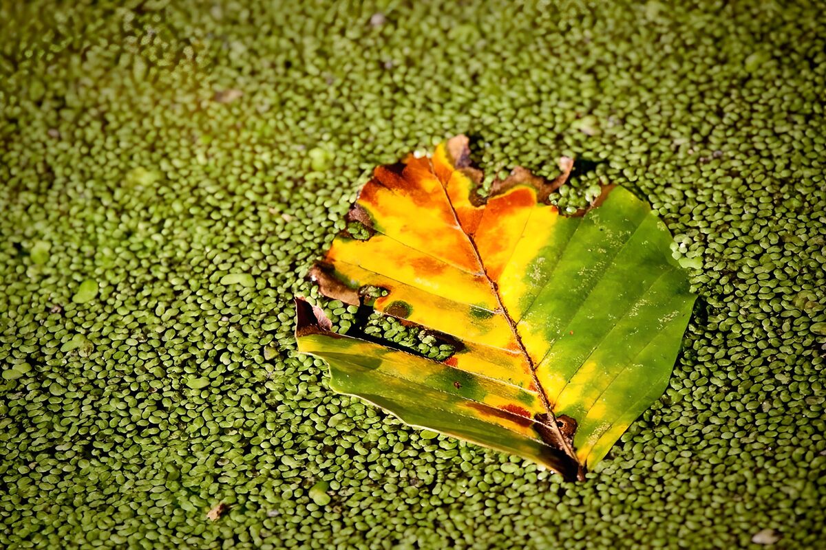 Blad op een groene drijvende laag