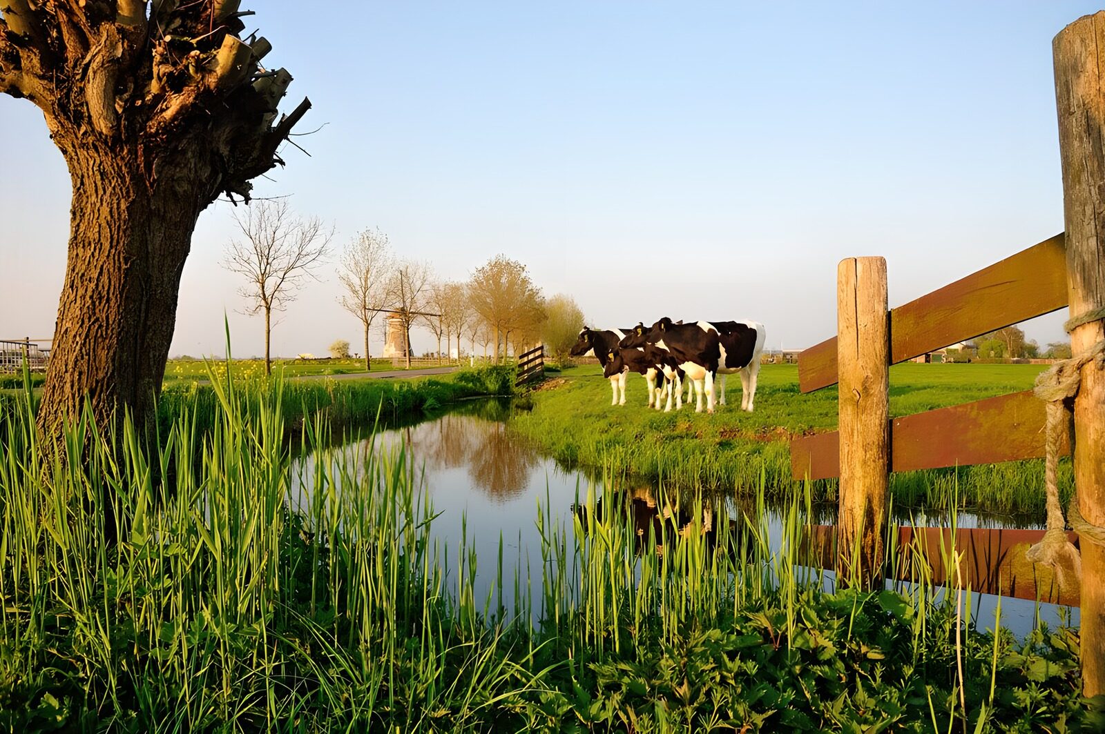 TP74745: Koeien in weiland bij slootje