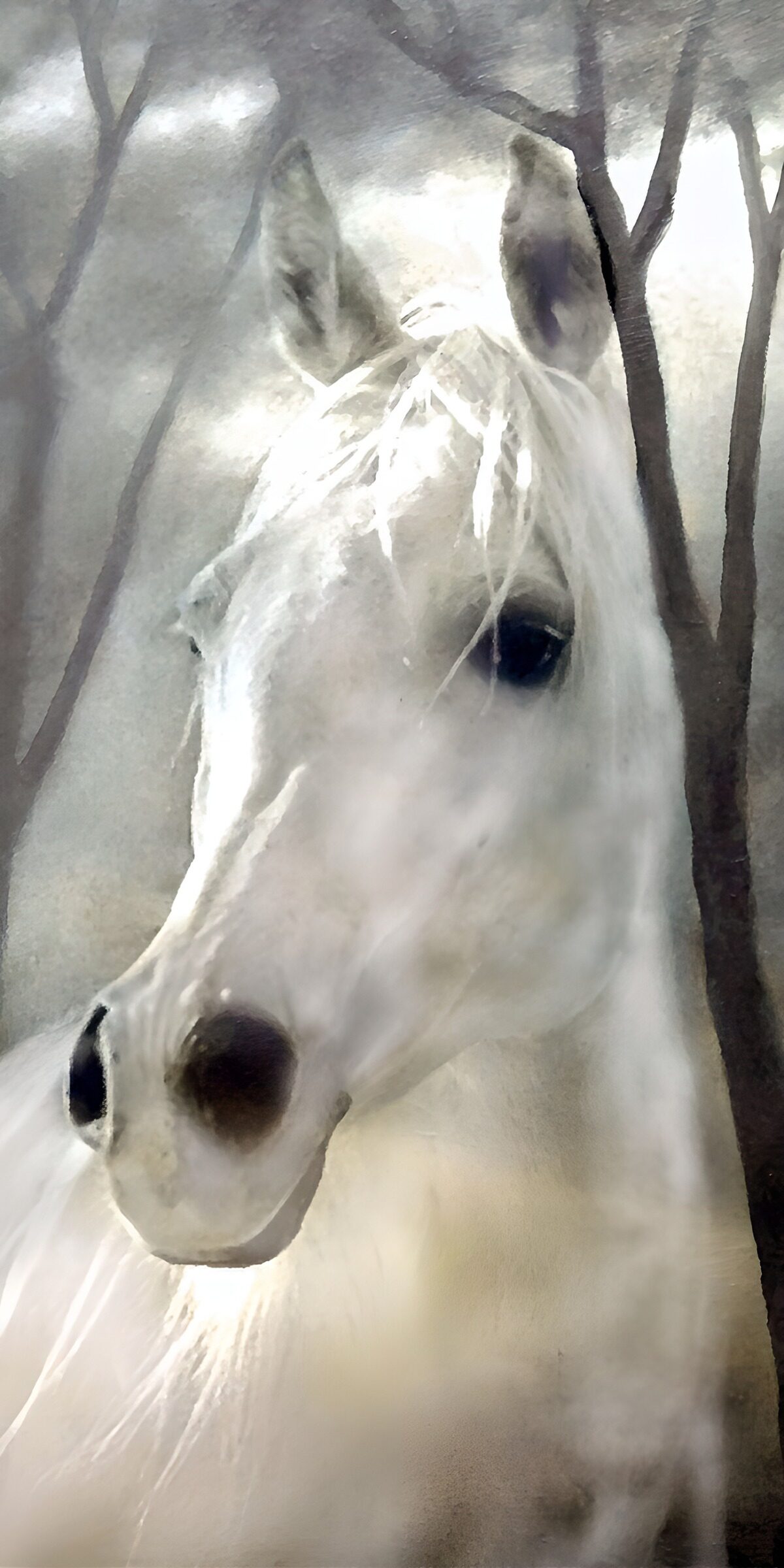 TP22908: Mystiek Witte Paard in het Bos