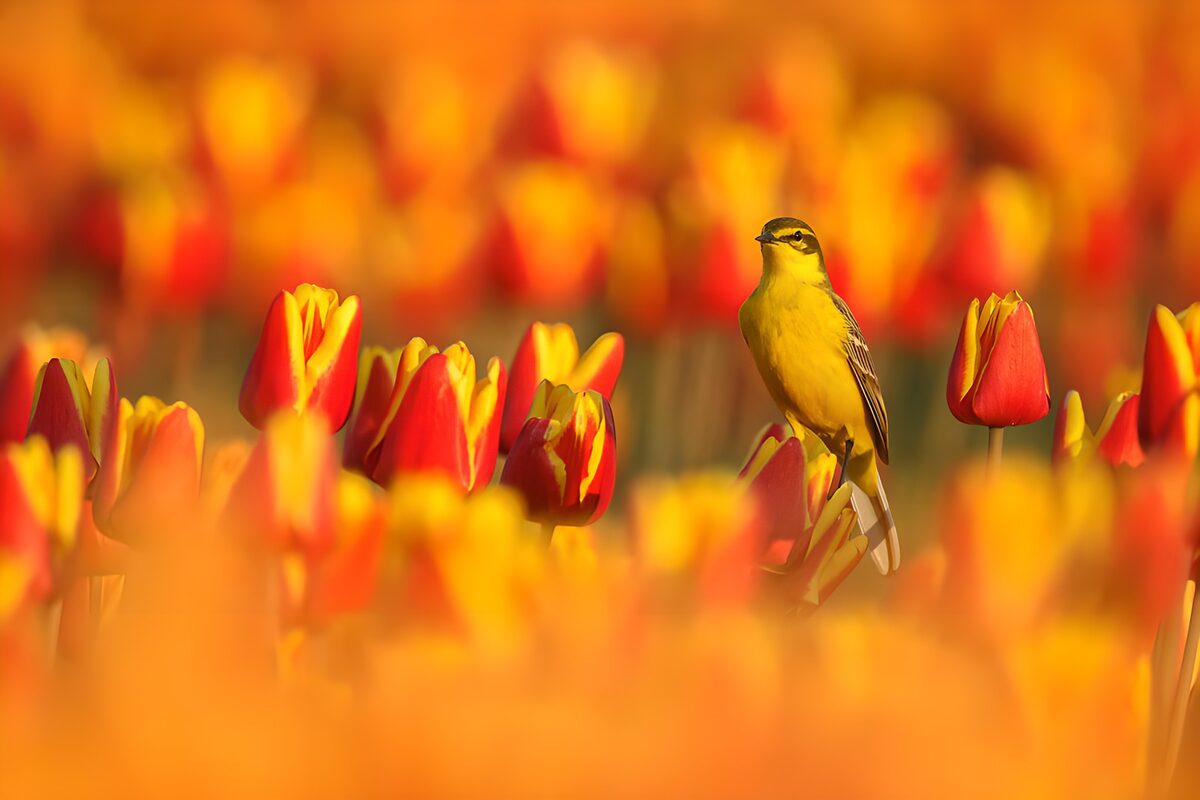 TP28640: Gele Vogel tussen kleurrijke tulpen