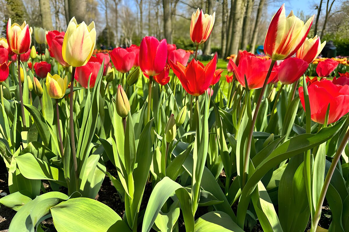 Kleurrijke tulpen in volle bloei