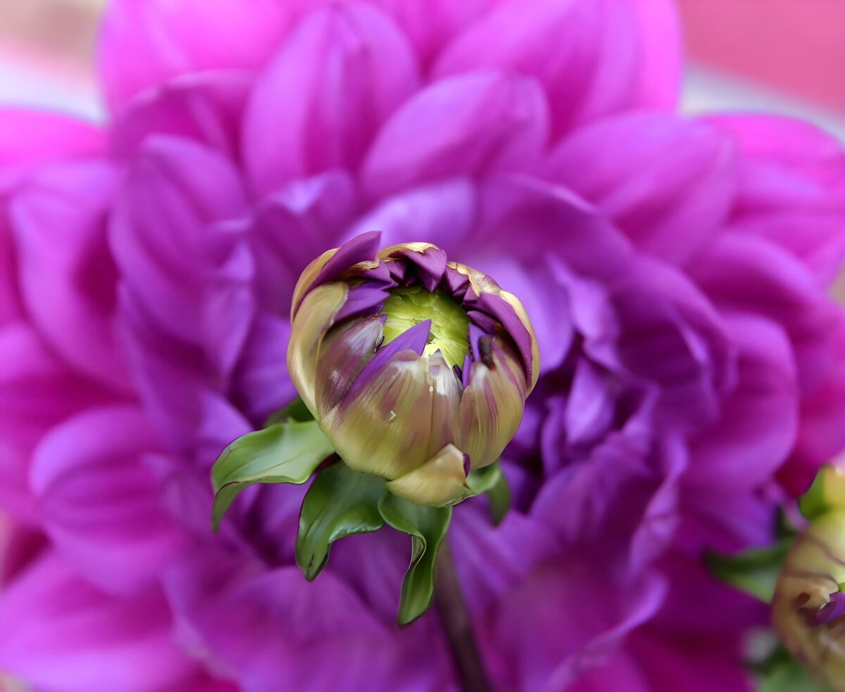 Pioenroos purple