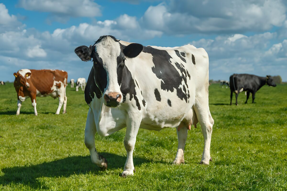Koe op de groene weide