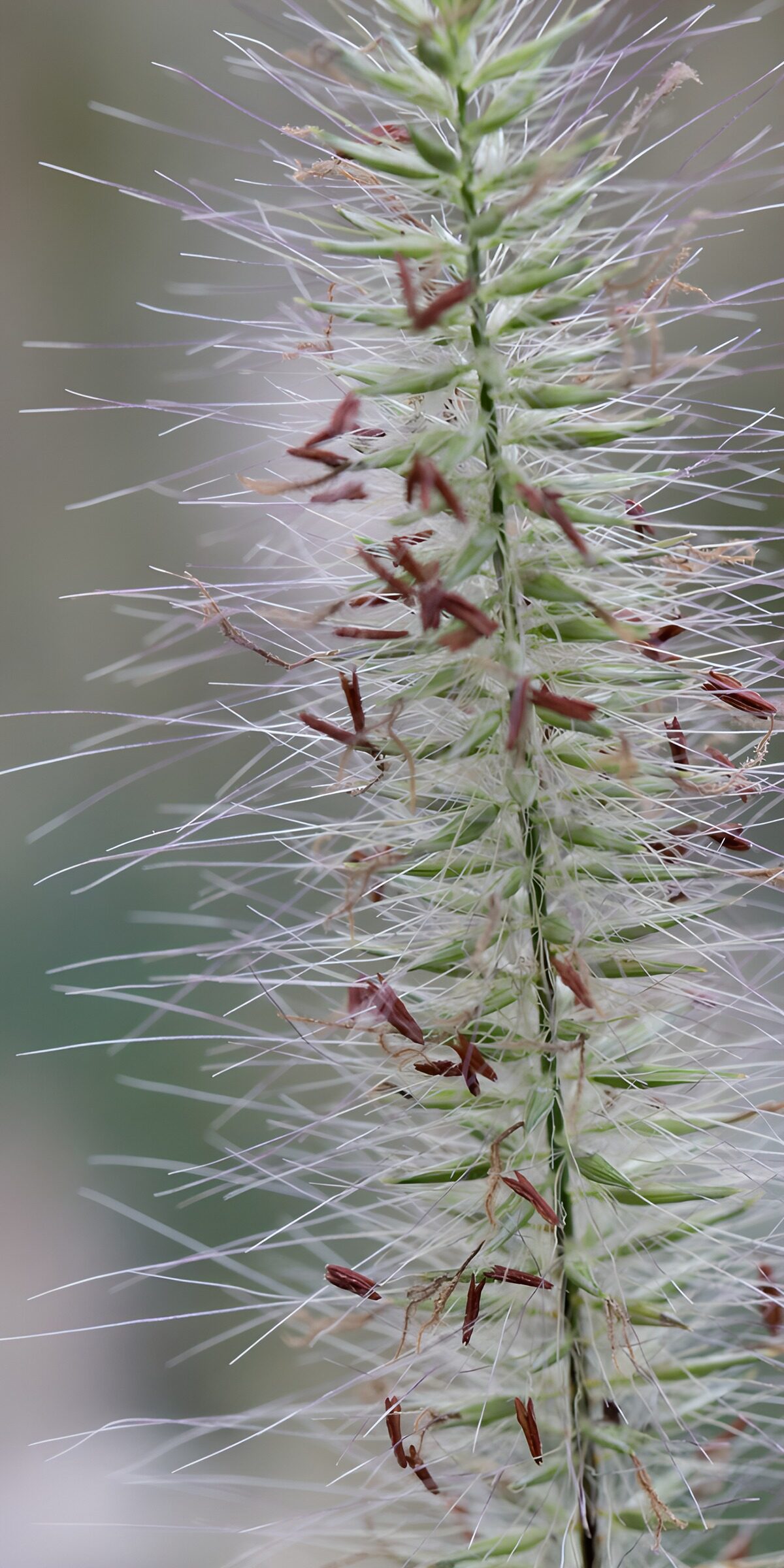 TP90164: Groene bloei met fijne haartjes