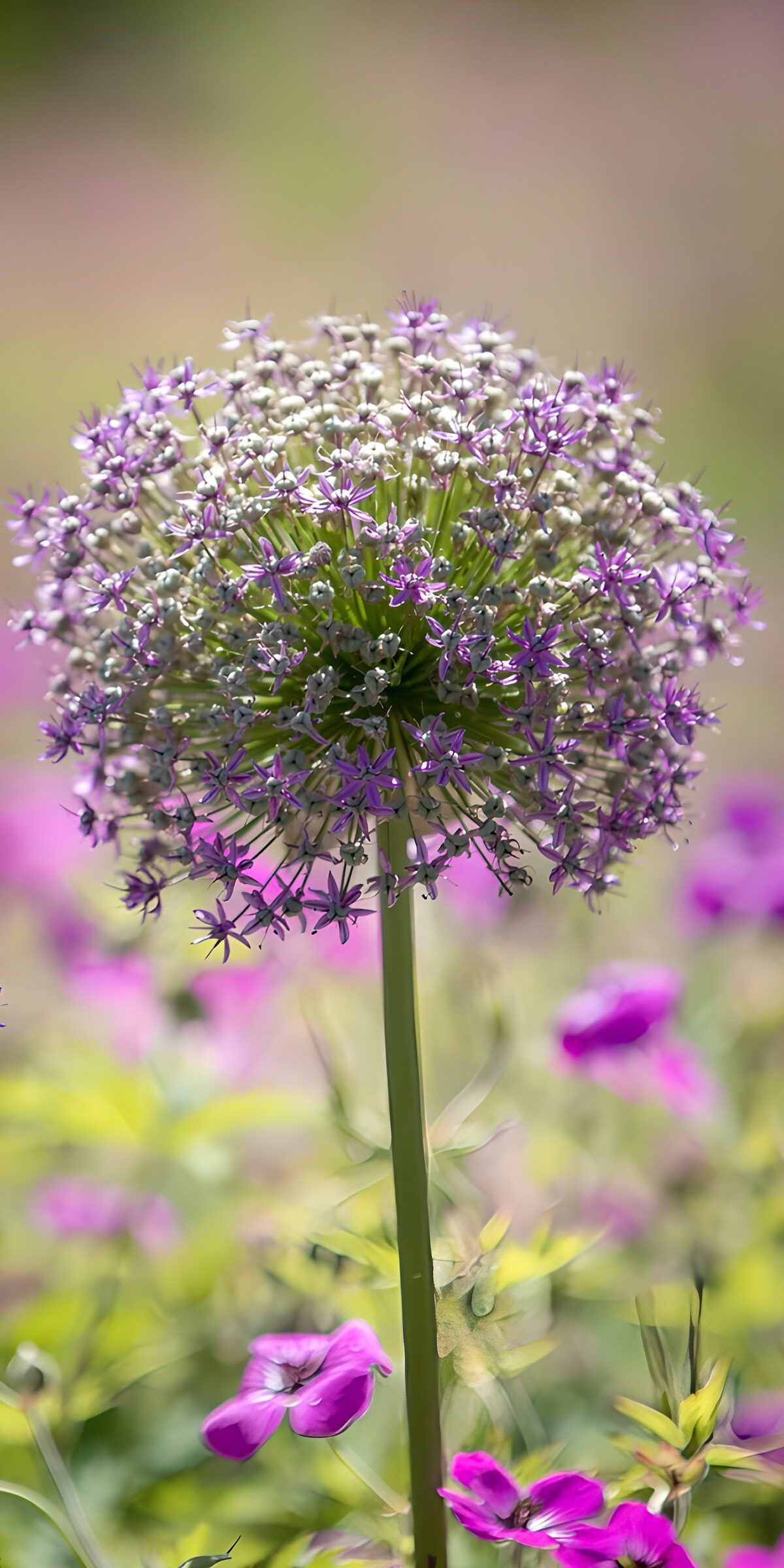 Allium sierui 4