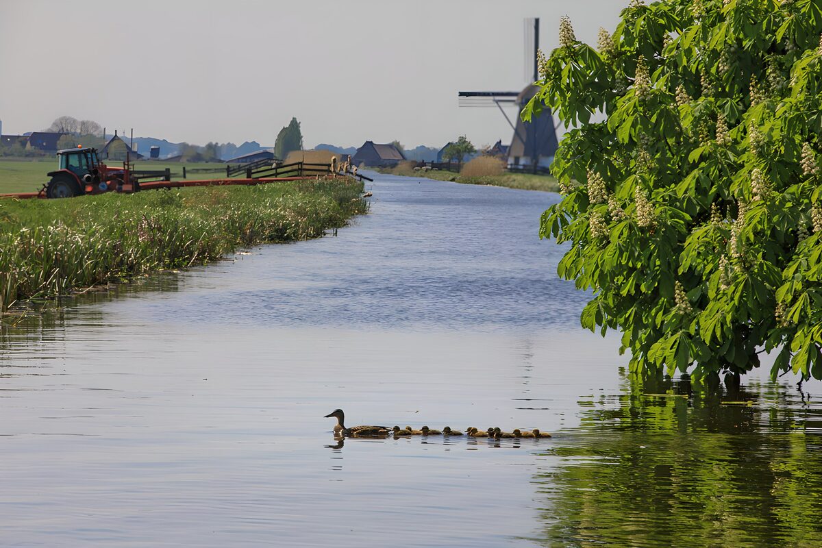 Moeder-eend met kuikens in het landschap