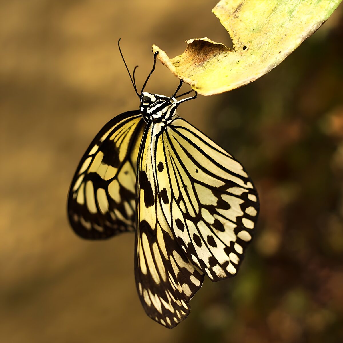 Zwartgeel gestreepte vlinder 