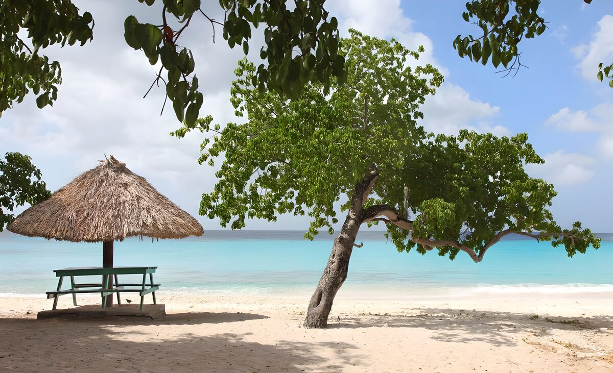 Boom en Parasol van riet bij Caribische zee versie 1