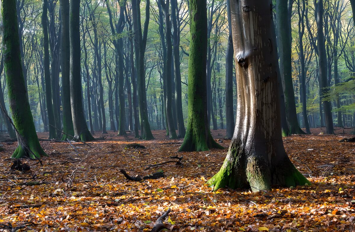 Herfst in het Speulderbos in de ochtendzon
