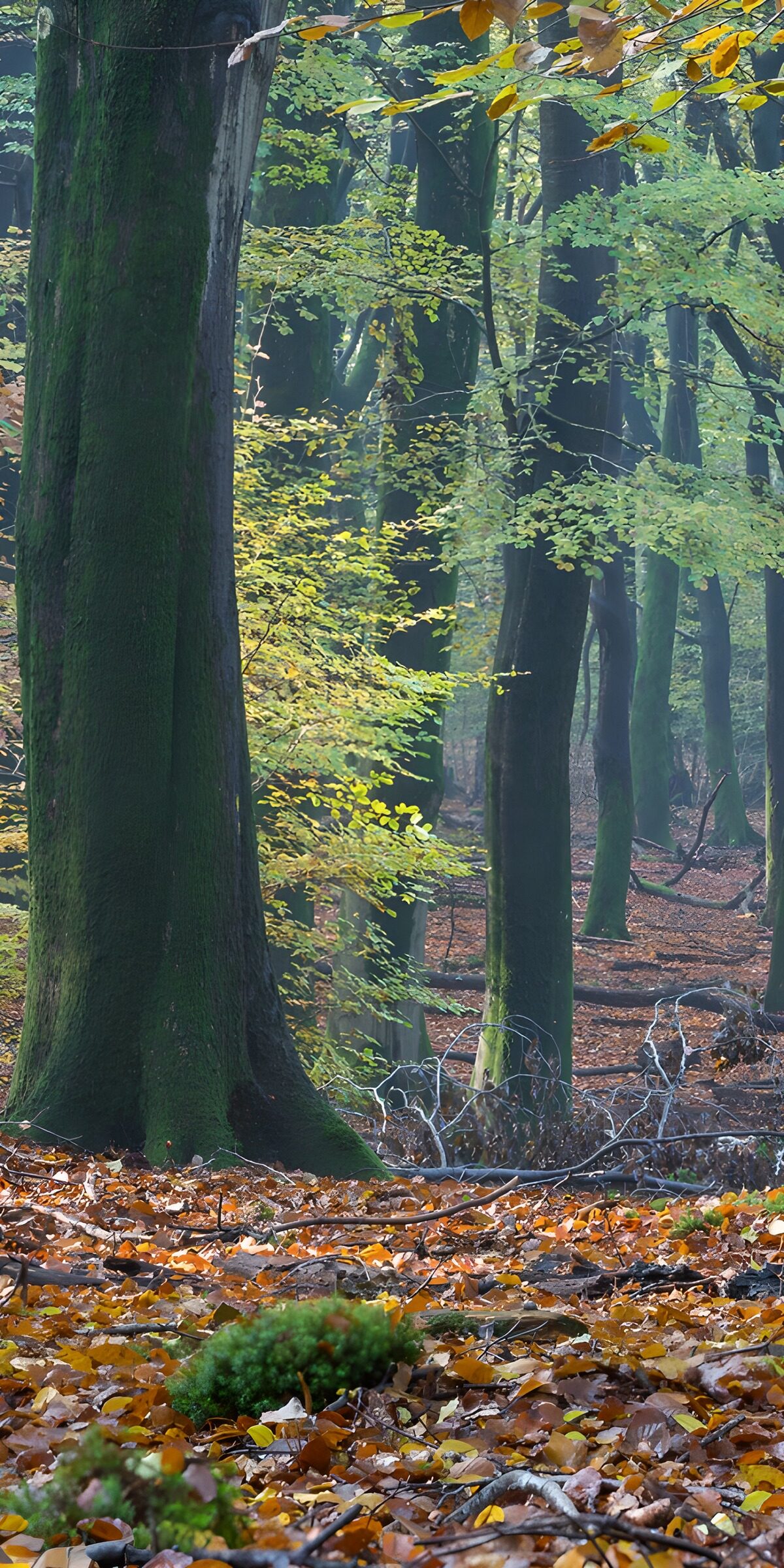 TP21024: Mystiek Herfstbos met Kleurrijke Bladeren