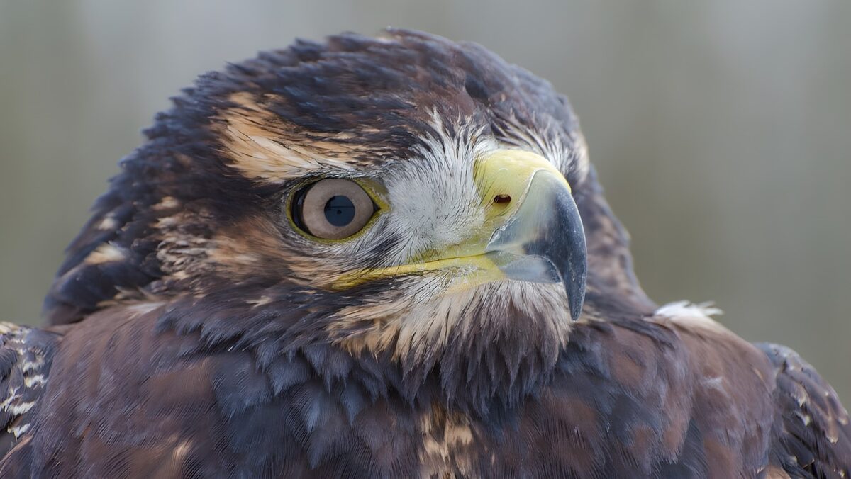TP40493: Kop van een krachtige vogel