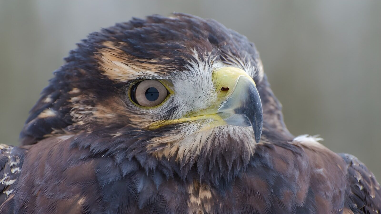 TP40493: Kop van een krachtige vogel