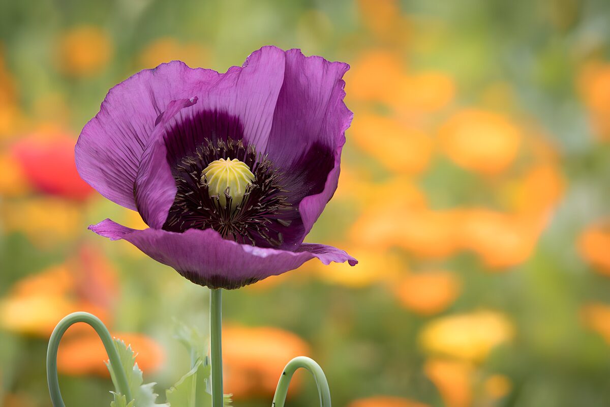 Prachtige paarse papaver tussen bloemen