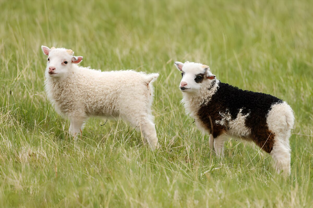 Schattige lammetjes in het gras
