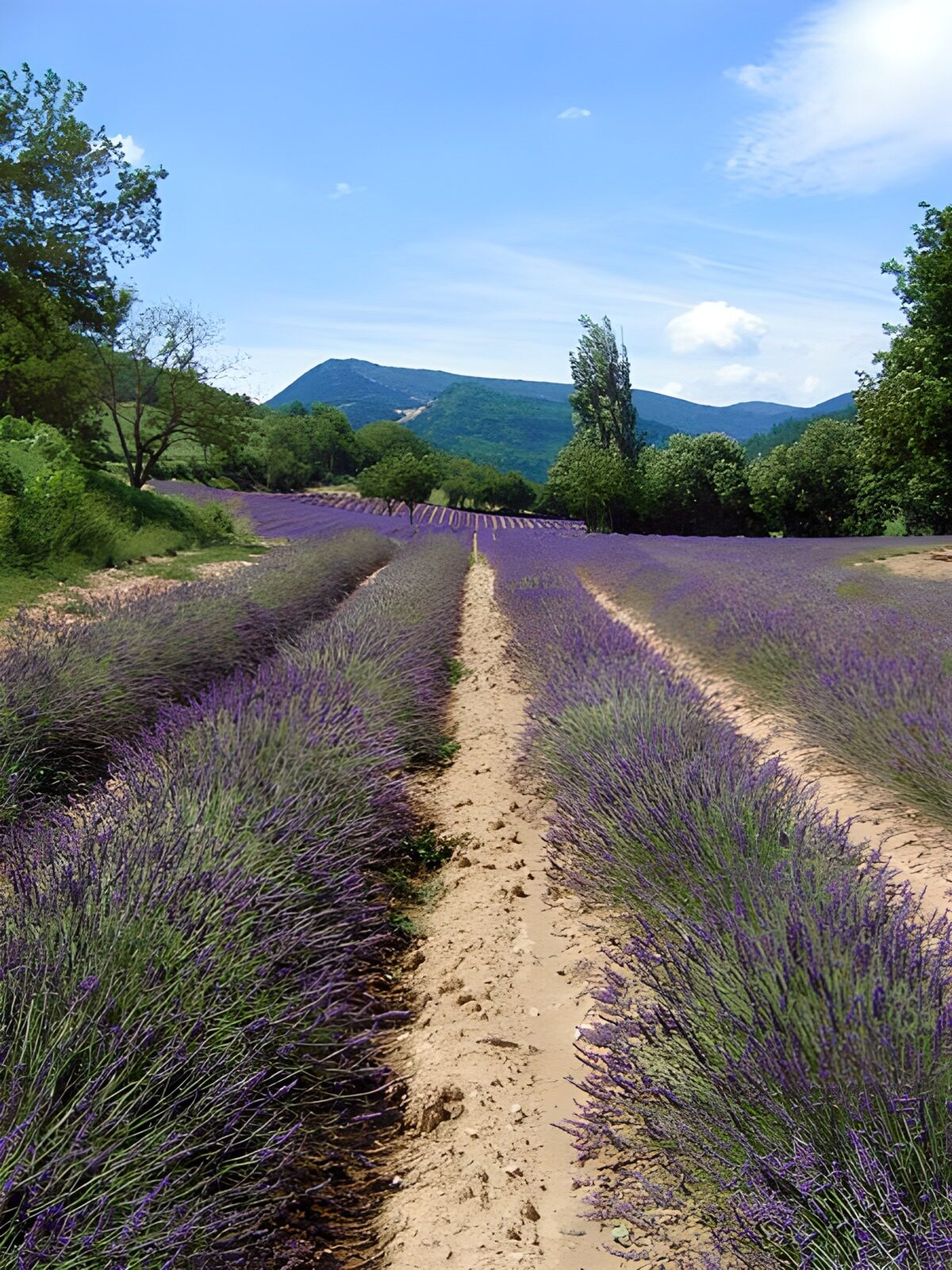 Lavendel velden 8