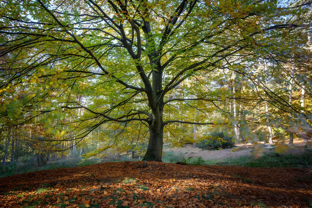 Majestueuze boom in herfstkleuren