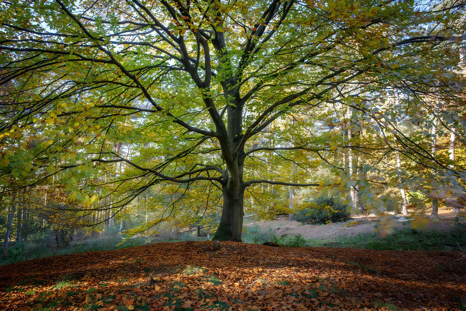TP40100: Majestueuze boom in herfstkleuren