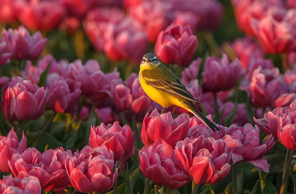 Geel vogeltje tussen tulpen