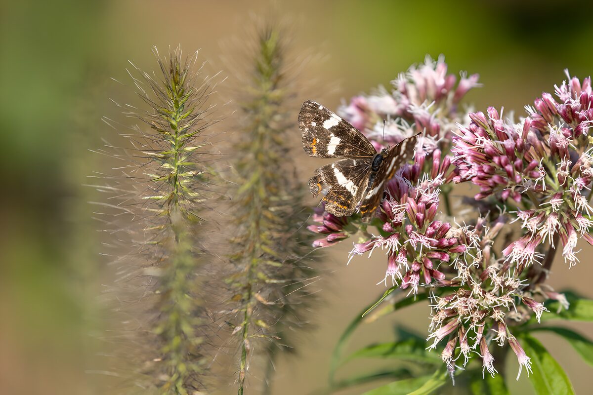 Vlinder op bloemen in de natuur