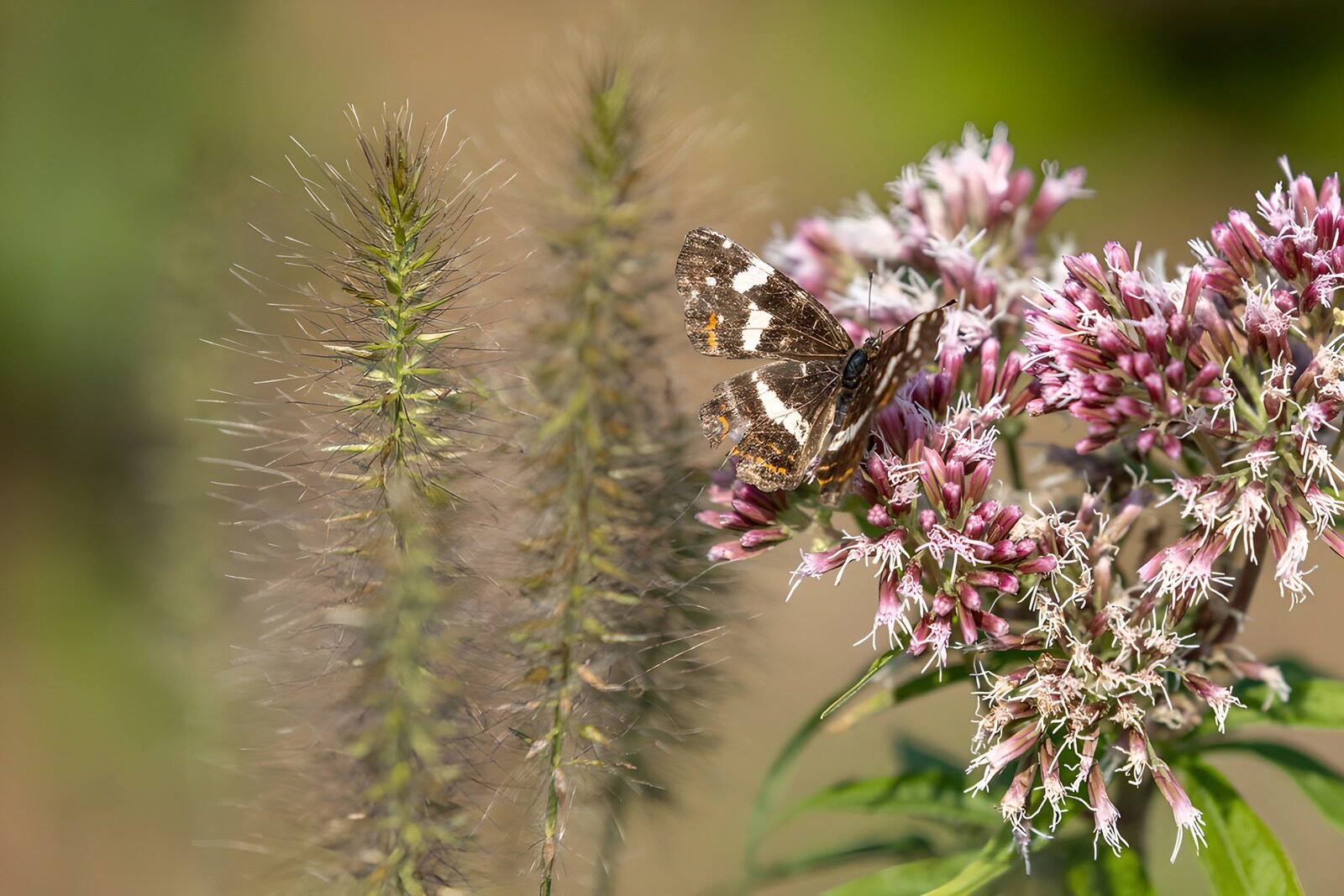 TP87707: Vlinder op bloemen in de natuur