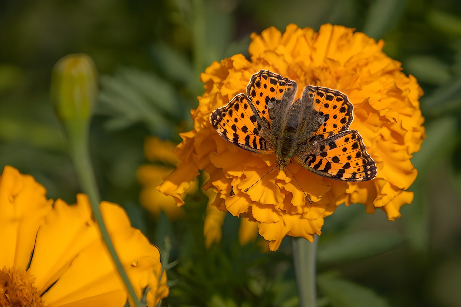 TP59395: Vlinder op een zonnige goudsbloem