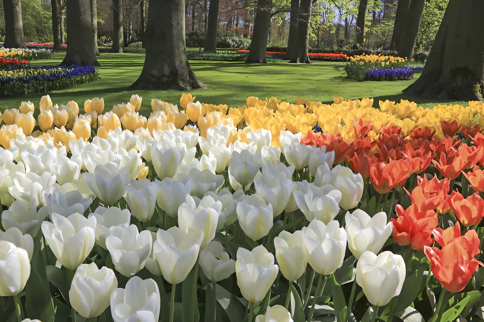 TP41807: Tulpenveld op de keukenhof 1