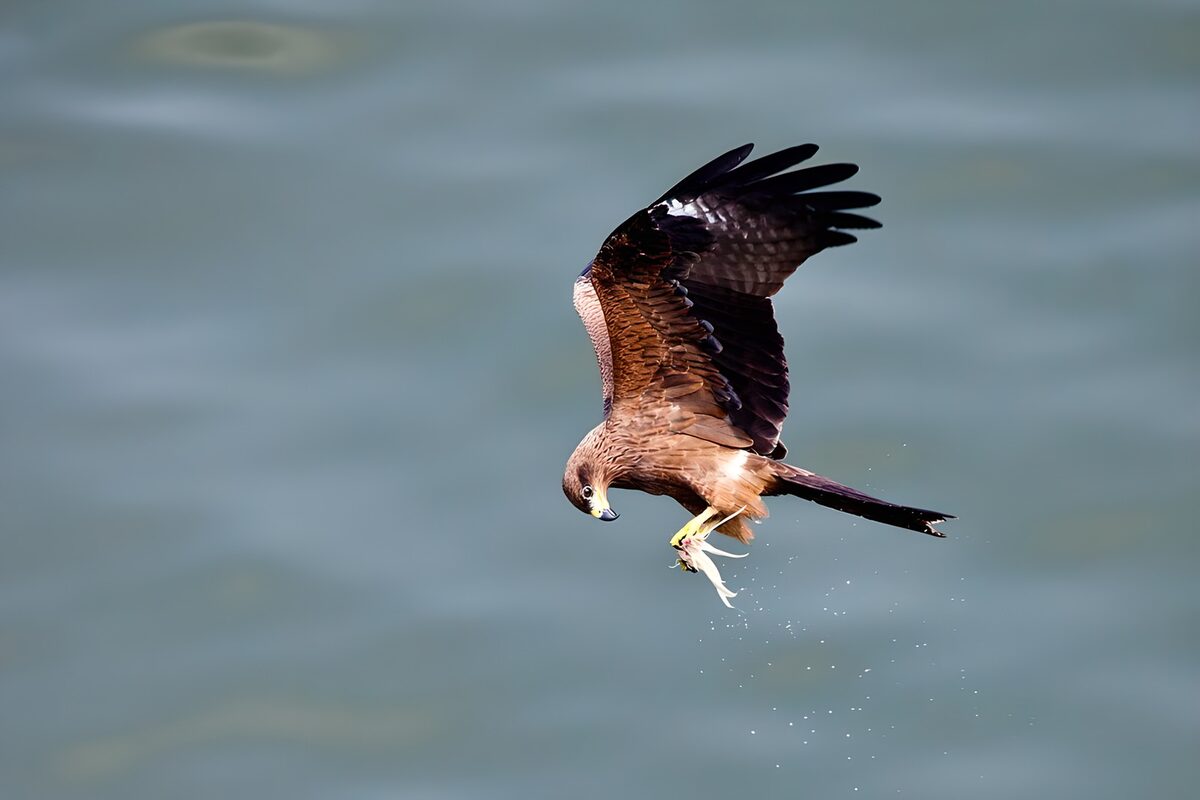 Jager in de lucht: de visarend