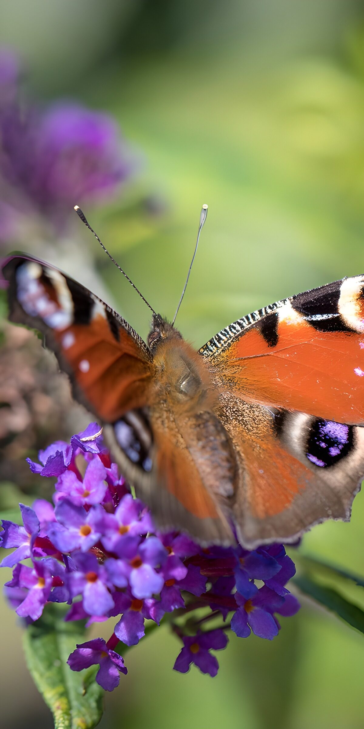 TP97263: Mooie vlinder op paarse bloemen