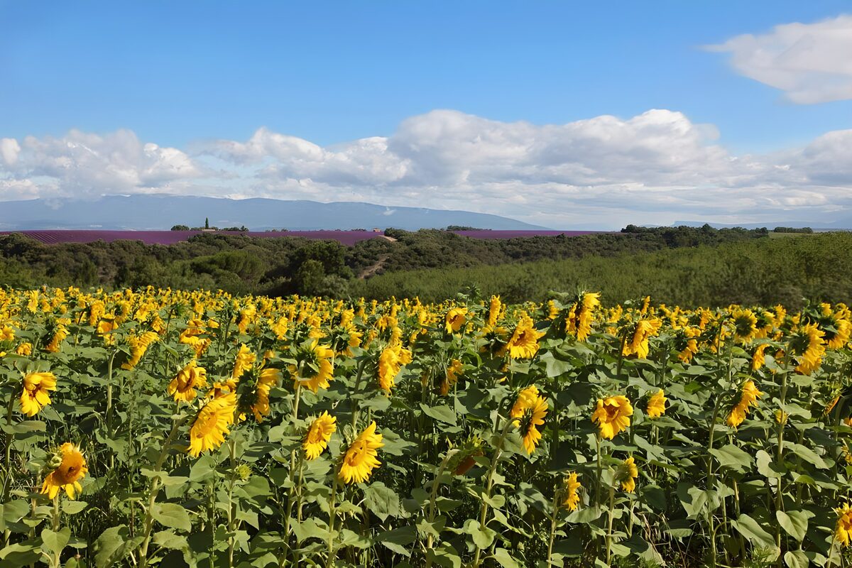 Zonnebloemen en lavendelvelden