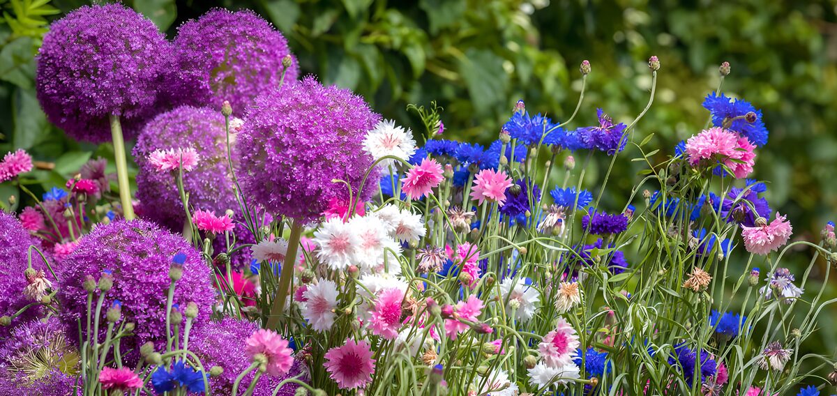 TP68726: Kleurrijke bloementuin in bloei