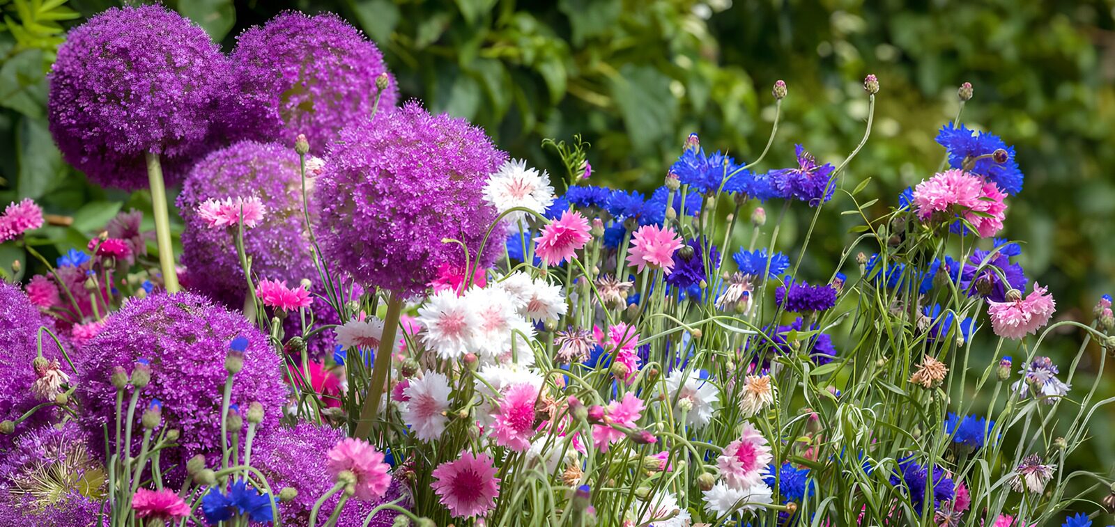 TP68726: Kleurrijke bloementuin in bloei