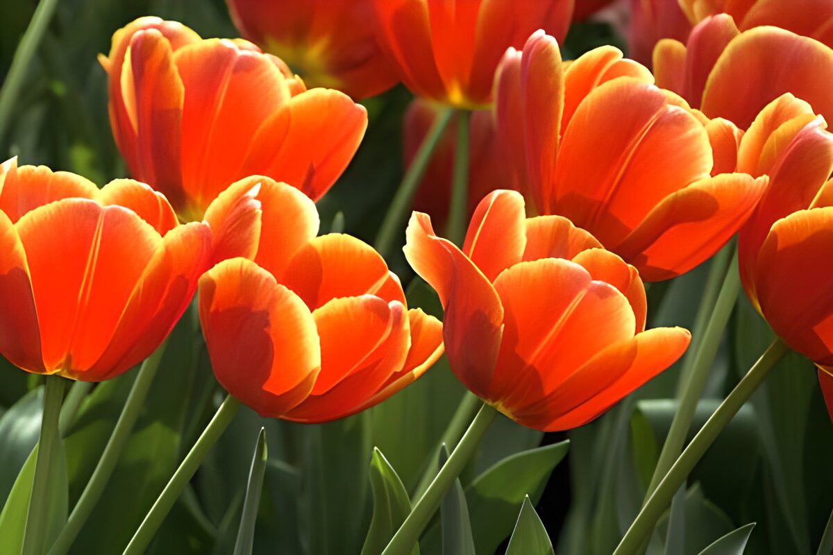 Zonnegloed tulpen