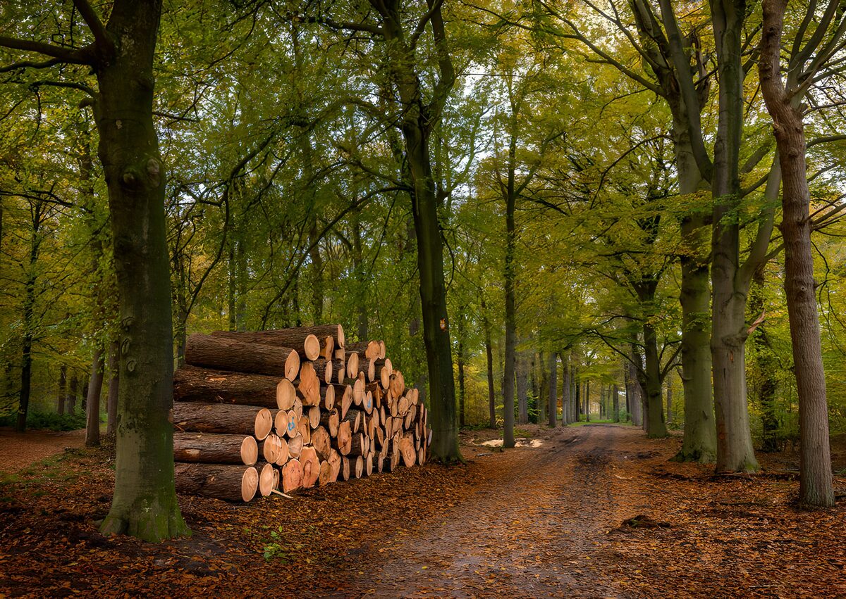 TP64852: Houtstapel in het Herfstbos