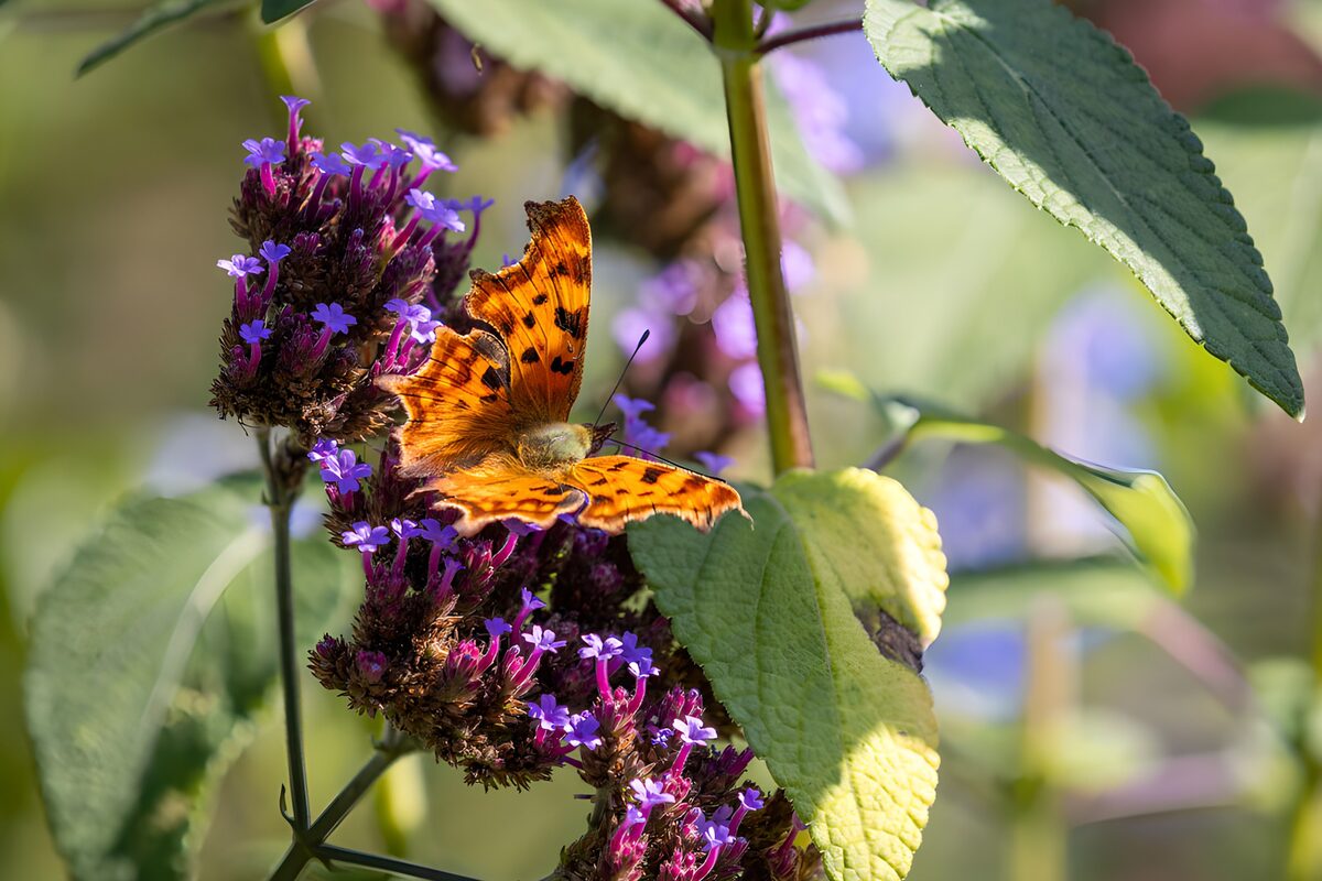 Oranje vlinder op paarse bloemen