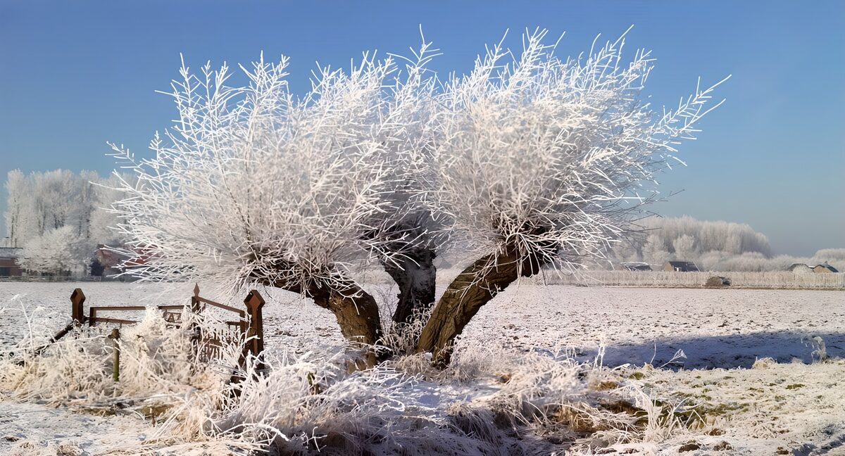 Wit besneeuwde boom in weiland